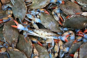 Crabe bleu frais 1kg